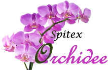 Spitex Orchidee